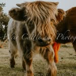 Craig-Weir Cattle and Photography - @craigweircattle - Instagram