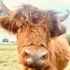 CraigWeirCattle - @craigweircattle - TikTok