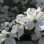 @jim.cranston.greentech - Instagram