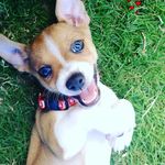 crazy gringo - @crazy_gringo75 - Instagram