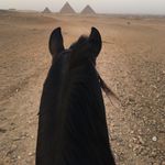 Crazy Gringos - Horse Madness - @crazy.gringos - Instagram