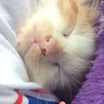 Perrywinkle&cricket - @perry__and__cricket - Instagram