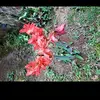 Cristabel Rivas - @cristabel.rivas3 - TikTok