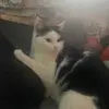 Cristina Weber - @cristina.weber6 - TikTok