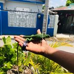 Cristopher Molina - @ventas_de_iguanas_ - Instagram