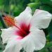 Crystal Ali - Facebook