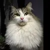 Crystal Altizer - @crystalaltizer - TikTok