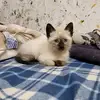 CrystalAustin - @uwjzblzis25 - TikTok