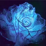 Crystal Ballinger - @crystalrose7834 - Instagram