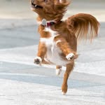 Crystal Berumen - @pets_feature_mix - Instagram