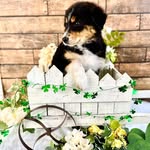 Crystal Ann-Wubker Bigler - @peachythetedybearhamster - Instagram