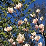Crystal_bird - @fleur_de_cristalll - Instagram