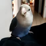 CrystalBird - @crystalbird.roseicollis - Instagram