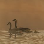 Wildlife / Crystal Blackledge - @wildlifebycrystalblackledge - Instagram