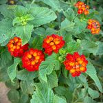Crystal Blais - @crystalfb1965 - Instagram