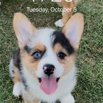 Crystal Roberts Blea - @royalbluecorgis - Instagram