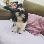 CRYSTAL - @crystal_cachorrinha - Instagram