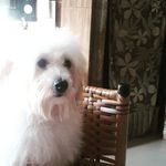 @crystal_cachorra - Instagram