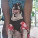 crystal lima - @crystal.cachorrinha - Instagram