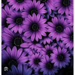 Crystal Chiles-McMartin - @crystal45365 - Instagram