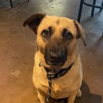 Crystal Cooley - @crazylazydaisy_furfacedfriends - Instagram