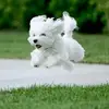 Crystal Cottrill527 - @crystalcnindiemay - TikTok