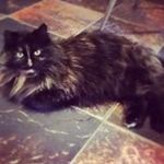 Crystal Cromwell - @crystalcromwell12 - Instagram