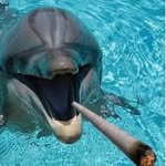 Crystal_Dolphin - @diogiustino_dolphiiin - Instagram