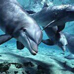Crystal Dolphin - @crystaldolphinph - Instagram