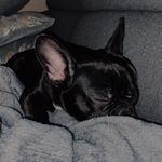 𝙴𝚍𝚍𝚢 𝙲𝚛𝚢𝚜𝚝𝚊𝚕 𝚅𝚊𝚕𝚎𝚢🐾 - @eddy.crystal.valley - Instagram
