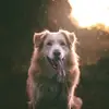 Crystal Hailey - @crystalhailey808 - TikTok