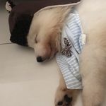 White Crystal Harley - @roccothesnowball - Instagram