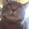 crystalhenkel4 - @crystalhenkel4 - TikTok
