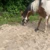 Aestetic._.Équitation - @crystal_hobbyequitation - TikTok