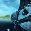 🐴Crystal.the.hobby_horse🌿 - @crystal.the.hobby_horse - TikTok