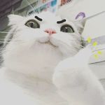 Crystal Han - @januarycrystalhan - Instagram