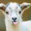 Crystal_Slanger - @crystal_slanger2 - TikTok