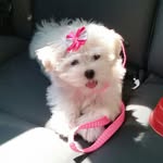 bebe crystal 🐶🍼 - @princesacrystallobo - Instagram