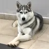 crystal a husky🐺 - @crystalzinhalobo - TikTok