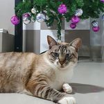 crystal - @crystal_martelleto_portella - Instagram