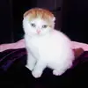 Crystal mauney - @crystalbordelon68 - TikTok
