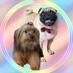 🐾Crystal & Max |Taubaté-Sp - @dogcrystalemax - Instagram