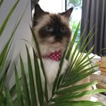 Crystal/Maxie - @luvmypets_crystal_maxie - Instagram