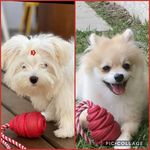 Maya e Crystal - @crystal_maya_bffpets - Instagram