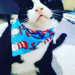 Crystal Mayhew - @kitty_krystal_ - Instagram