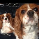 Milo And Crystal Cav Life - @milo_crystal_its_a_cav_life_ - Instagram