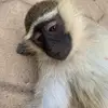 Milo - @milo_crystal - TikTok