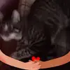 Crystal Mitchell - @crystal.mitchell2 - TikTok