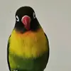 Crystal Mueller - @turnedparrot29 - TikTok