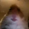 シ𝟠𝕜 𝕙𝕒𝕞𝕤𝕥𝕖𝕣𝕤シ🤍 - @..crystal.ness - TikTok